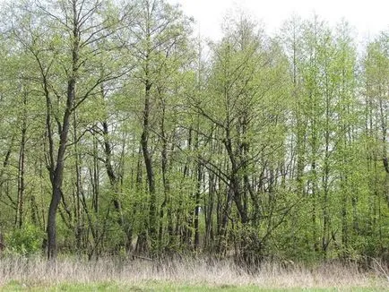 Cum descriere anin toamnă, fotografii și frunze de copac, în cazul în care crește planta