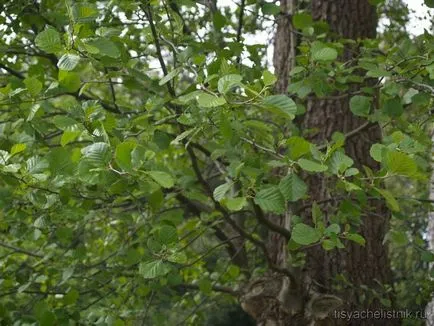 Cum descriere anin toamnă, fotografii și frunze de copac, în cazul în care crește planta