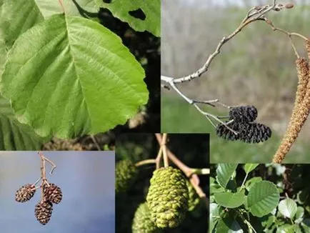 Cum descriere anin toamnă, fotografii și frunze de copac, în cazul în care crește planta