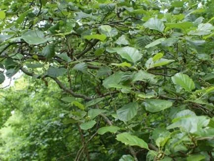 Cum descriere anin toamnă, fotografii și frunze de copac, în cazul în care crește planta