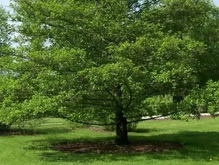 Cum descriere anin toamnă, fotografii și frunze de copac, în cazul în care crește planta