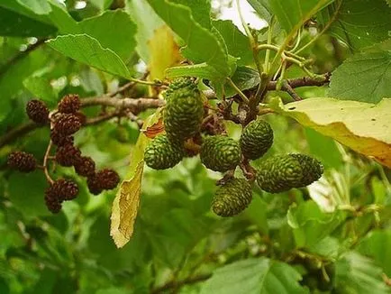 Cum descriere anin toamnă, fotografii și frunze de copac, în cazul în care crește planta