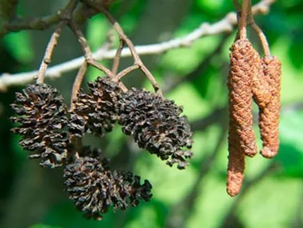 Cum descriere anin toamnă, fotografii și frunze de copac, în cazul în care crește planta