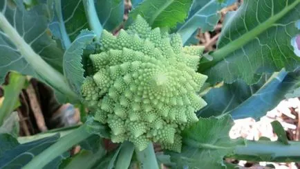 Hogyan növekszik a romanesco