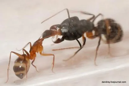 Hogyan épül egy hangyaboly - Csak kíváncsi