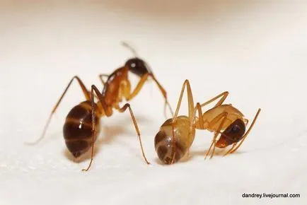 Hogyan épül egy hangyaboly - Csak kíváncsi