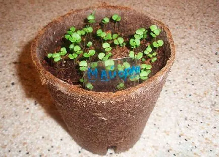 Как да расте ароматно риган от семена на открито място и в дома - тайните на градинарството