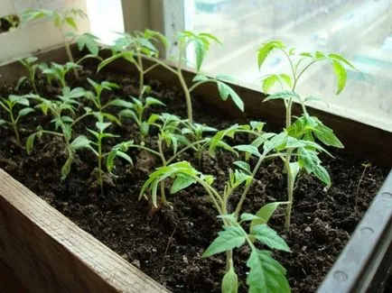 Cum să crească răsaduri de tomate sau cultivarea de răsaduri de tomate în casă