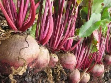 Hogyan nő céklát a kezüket - agroarhiv mezőgazdasági anyagok