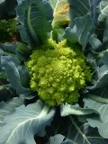 култивиране зеле Romanesco и грижа за природен земеделие