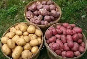 Cartofi în cultivarea cu efect de seră de rădăcinoase pe tot parcursul anului - viata mea