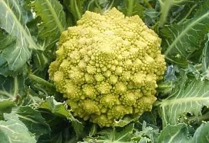 Káposzta romanesco - termesztési és ápolási