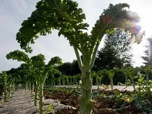 Kale kale hasznos tulajdonságok, termesztés és karbantartás, video