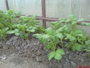 Cartofi în cultivarea cu efect de seră de rădăcinoase pe tot parcursul anului - viata mea