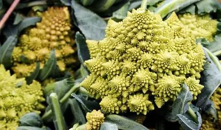 Káposzta romanesco - termesztési és ápolási