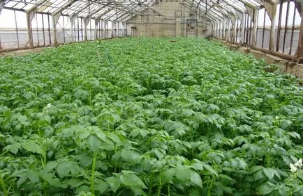 Burgonya az üvegházban mezőgazdasági technikák termesztés, ültetés és gondozás, fotó, videó