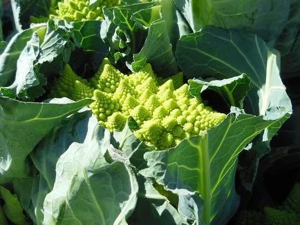 култивиране зеле Romanesco и грижа за природен земеделие