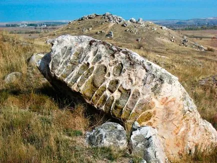 Kamyshinskye urechi călător