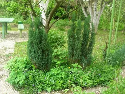 Cypress Elwood - plantarea și îngrijirea la domiciliu, ferma de origine
