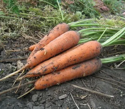 Când este mai bine pentru a elimina morcovi, o rădăcină de legume, care este bine pastrat toata iarna