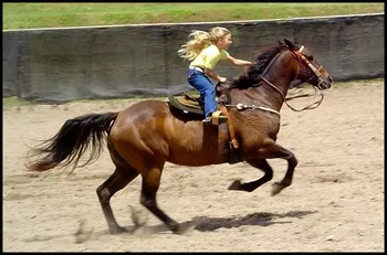 Horse - тълкуване на сън - това, което един сън, в кон мечта, мечтата тълкуване