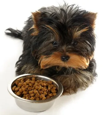 Йоркшир храна за какви храни и храни може да се дава на кучета от тази порода