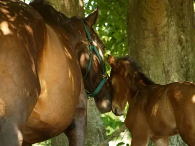 Horse beneficii de grăsime, utilizarea