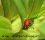 Red Gândacul-pompierul crini