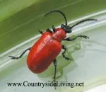 Red Gândacul-pompierul crini