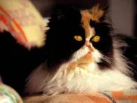 Котка, котка снимка история, Witch мицел, унищожаването на котки, домашни животни, котки, показва,