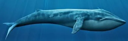 Scurtă informații despre balene