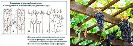 mandrinele frumoase struguri și corturi, exemple de fotografii - site-ul de construcție