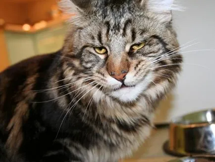 котячий мова