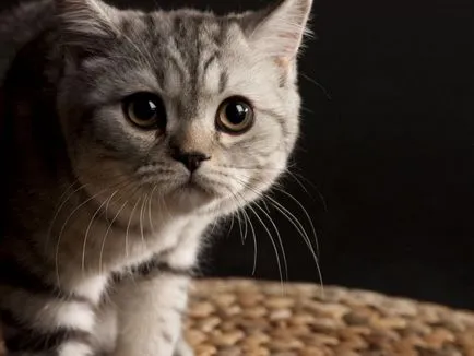 котячий мова