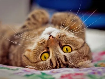 котячий мова