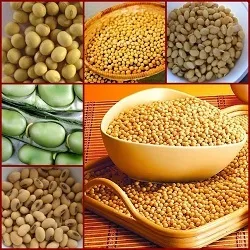 Соя і соєві продукти - продукти харчування - інформація для тих, що худнуть (білка) Соя і соєві продукти - продукти харчування - інформація для тих, що худнуть