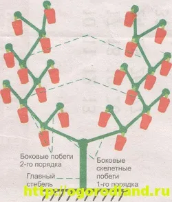 Поради з вирощування томатів, огірків і перців в теплиці (поради городнику) Поради з вирощування томатів, огірків і перців в теплиці