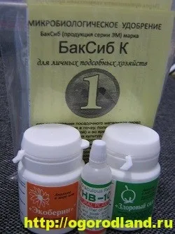 Поради з вирощування томатів, огірків і перців в теплиці (поради для городу) Поради з вирощування томатів, огірків і перців в теплиці