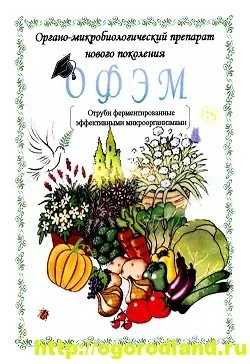 Поради з вирощування томатів, огірків і перців в теплиці (поради по вирощуванню перців в теплиці) Поради з вирощування томатів, огірків і перців в теплиці