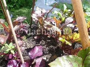 Сумісність плодових дерев і чагарників на ділянці в саду (чагарники) Сумісність плодових дерев і чагарників на ділянці в саду