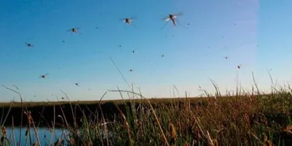 Сонник мошки до чого сниться мошки уві сні (сонник) Сонник мошки до чого сниться мошки уві сні