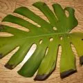 Croton листа падат, пожълтяват, суха, къдри, снимки, видео