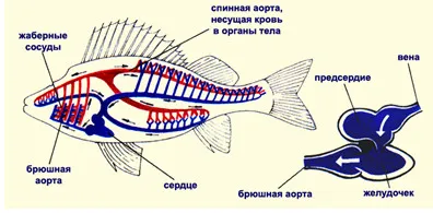 В системата на кръвообращението на риба 1