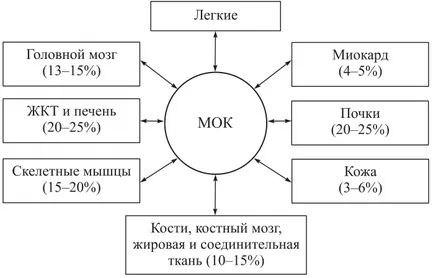 кръвоснабдяването на мозъка, сърцето, белите дробове и черния дроб