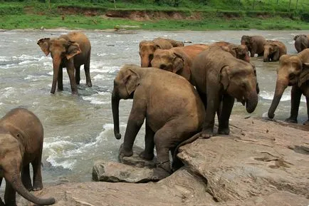 Elefantul din pinnavalu, traveliving