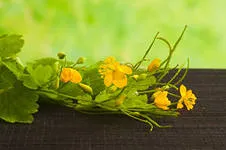 Лікування чистотілом (Лікування чистотілом поліпів) лікування чистотілом