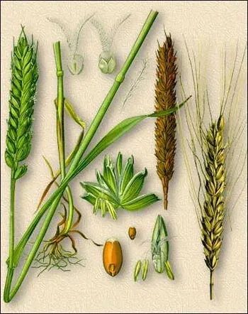 Лечебни свойства на билките, лечение на зърнени култури
