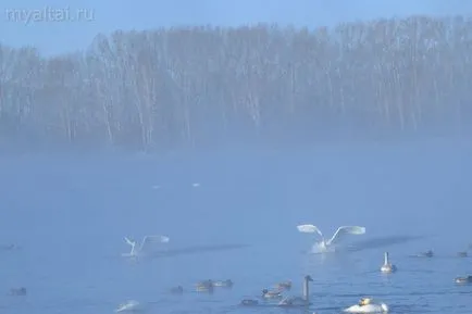 Lebede pe lac, în lumina de iarnă Altai în zona sovietică