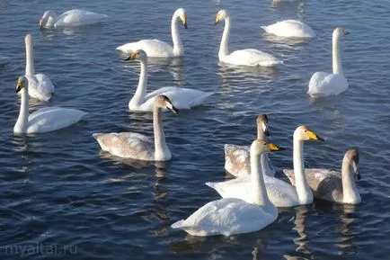 Lebede pe lac, în lumina de iarnă Altai în zona sovietică