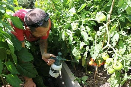 Phytophthora kezelést keserű bors paradicsom